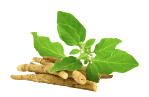 Ashwagandha Benefits