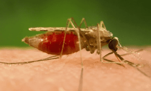 Malaria