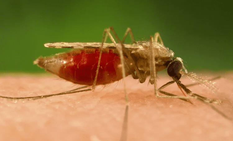 Malaria: Malaria Symptoms, Causes, And Treatment